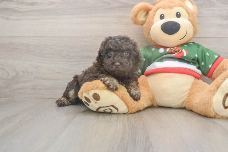 Popular Poodle Purebred Pup