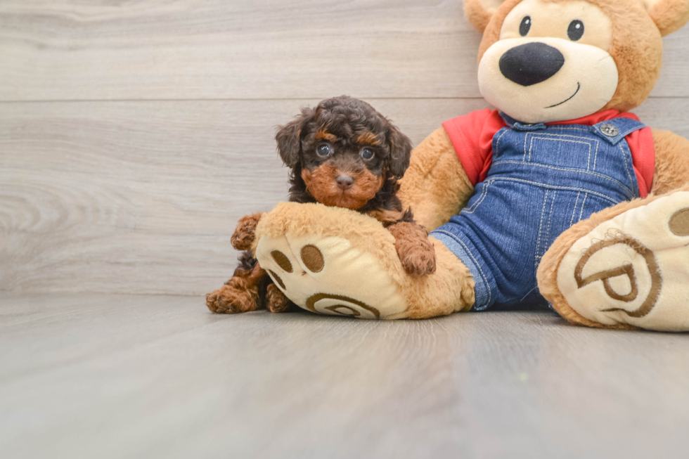 Friendly Poodle Purebred Pup