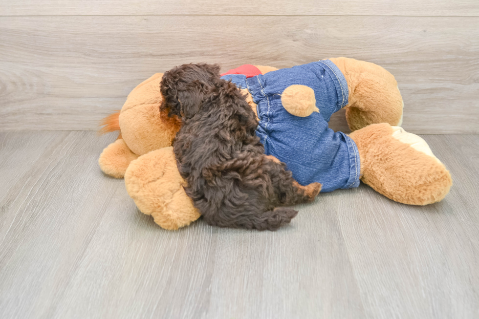 Cute Pudle Purebred Puppy