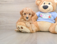 8 week old Poodle Puppy For Sale - Windy City Pups