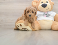 7 week old Poodle Puppy For Sale - Windy City Pups