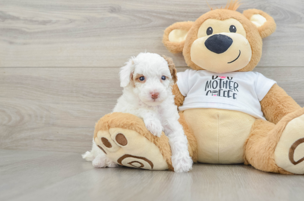 7 week old Poodle Puppy For Sale - Windy City Pups