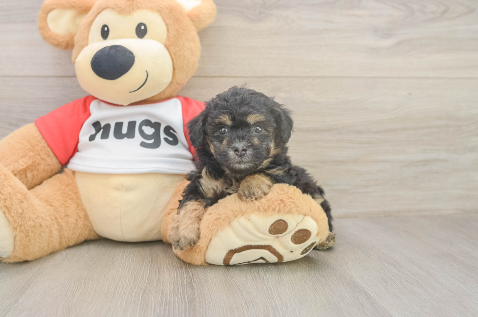 6 week old Poodle Puppy For Sale - Windy City Pups