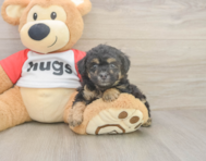 7 week old Poodle Puppy For Sale - Windy City Pups 7 week old Poodle Puppy For Sale - Windy City Pups