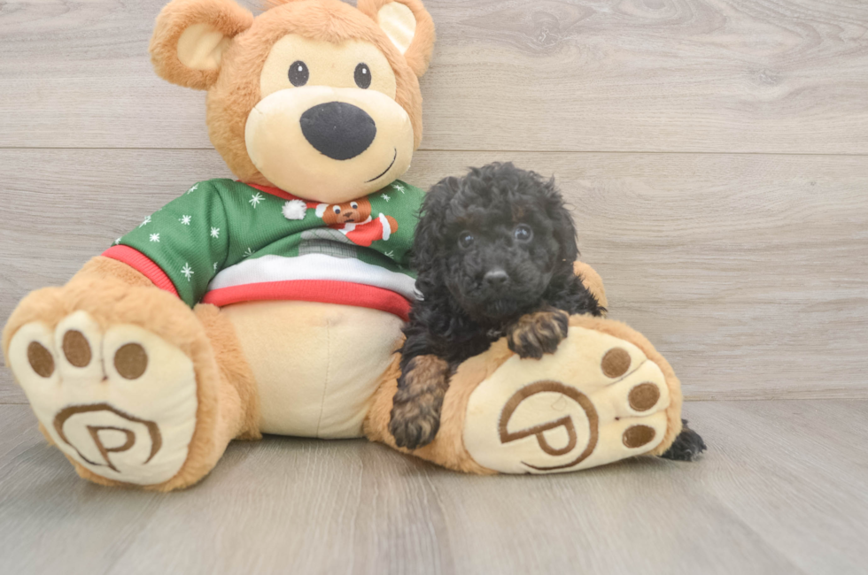 5 week old Poodle Puppy For Sale - Windy City Pups