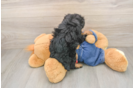 Poodle Puppy for Adoption
