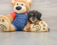 7 week old Poodle Puppy For Sale - Windy City Pups