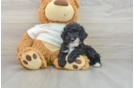 Poodle Puppy for Adoption