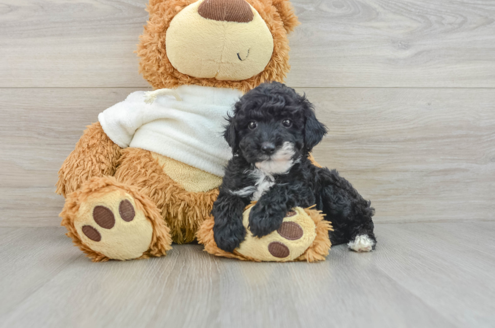 7 week old Poodle Puppy For Sale - Windy City Pups