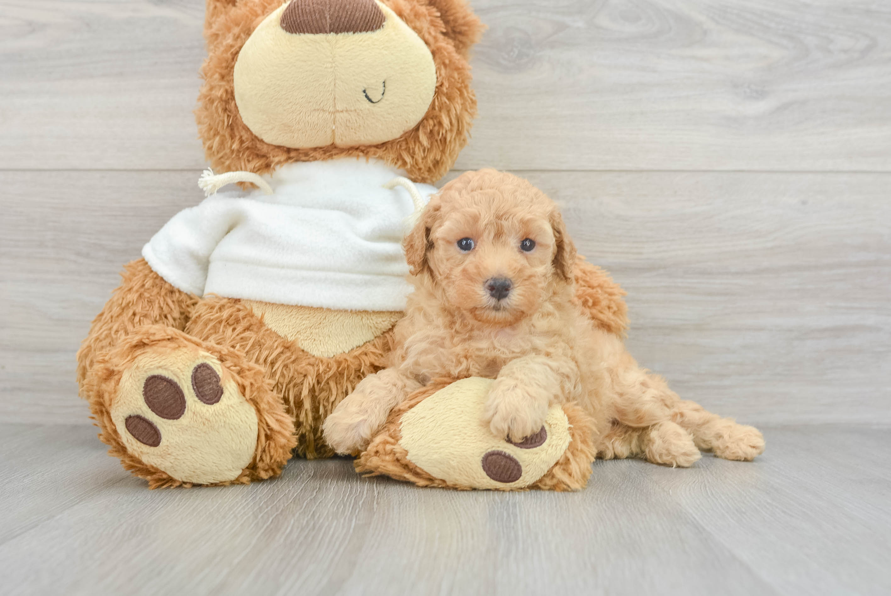 Best Poodle Baby