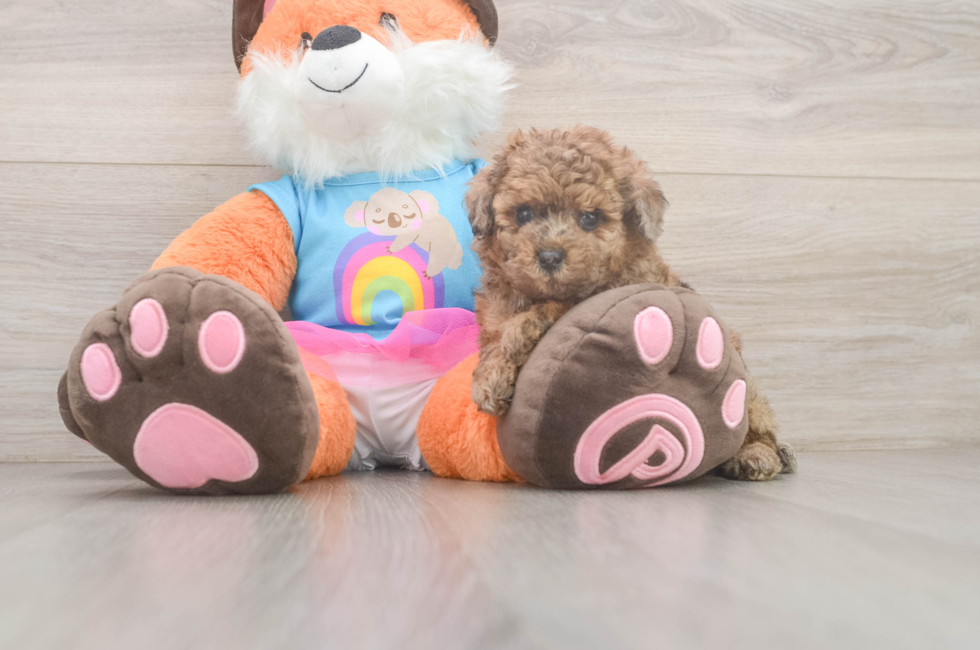 5 week old Poodle Puppy For Sale - Windy City Pups