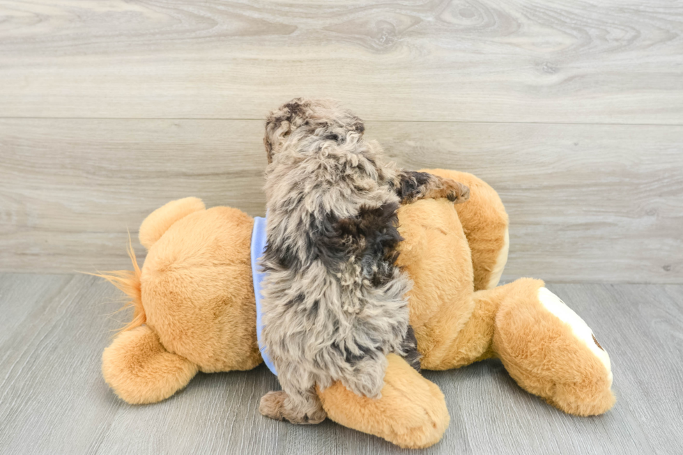 Funny Poodle Purebred Pup