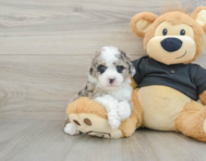 7 week old Poodle Puppy For Sale - Windy City Pups