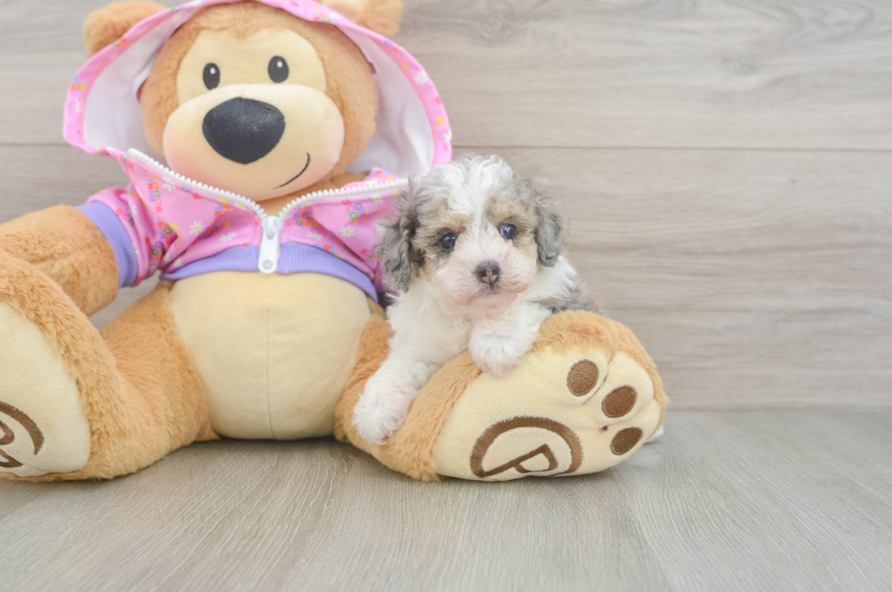 6 week old Poodle Puppy For Sale - Windy City Pups
