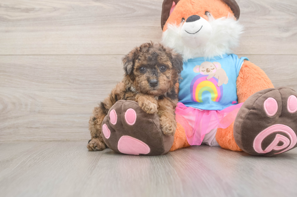 5 week old Poodle Puppy For Sale - Windy City Pups