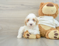 8 week old Poodle Puppy For Sale - Windy City Pups