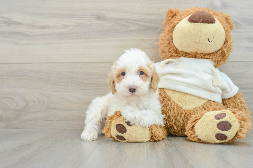 7 week old Poodle Puppy For Sale - Windy City Pups