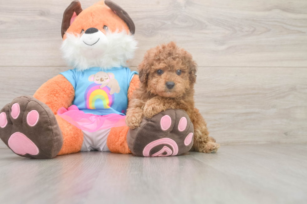 5 week old Poodle Puppy For Sale - Windy City Pups