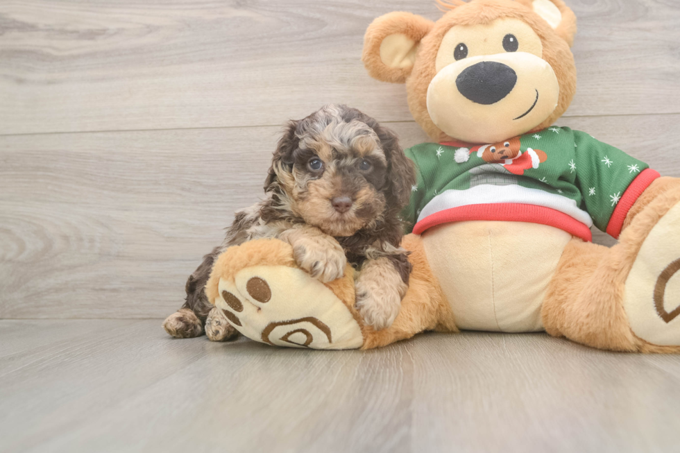 Sweet Pudel Purebred Puppy