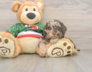 8 week old Poodle Puppy For Sale - Windy City Pups