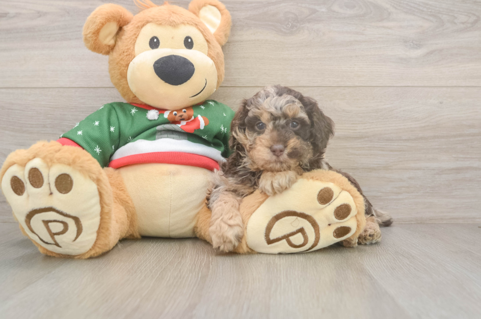 5 week old Poodle Puppy For Sale - Windy City Pups