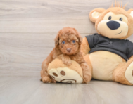 7 week old Poodle Puppy For Sale - Windy City Pups