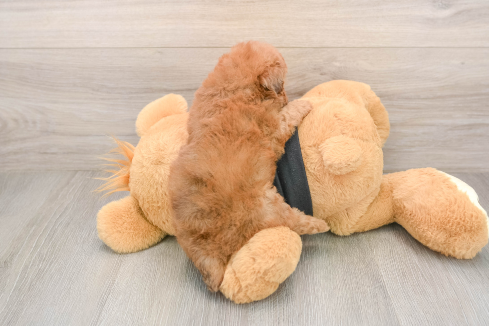 Poodle Pup Being Cute