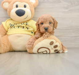 6 week old Poodle Puppy For Sale - Windy City Pups