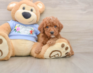 8 week old Poodle Puppy For Sale - Windy City Pups