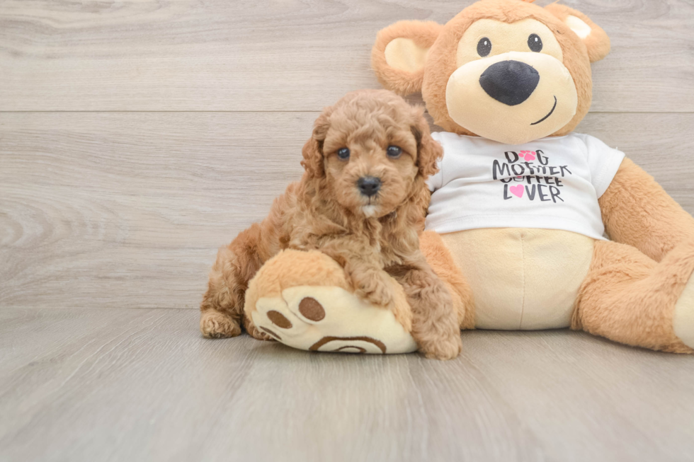 Poodle Puppy for Adoption