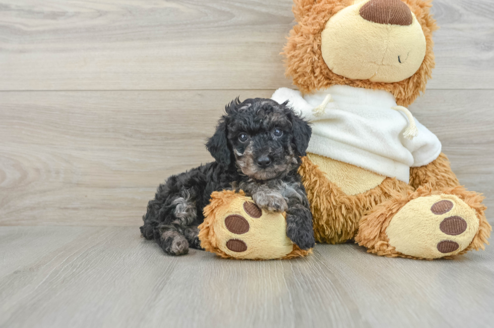 7 week old Poodle Puppy For Sale - Windy City Pups