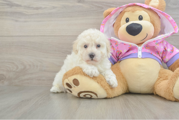 Playful Poodle Baby