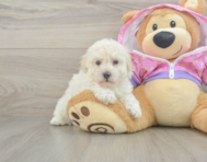 7 week old Poodle Puppy For Sale - Windy City Pups