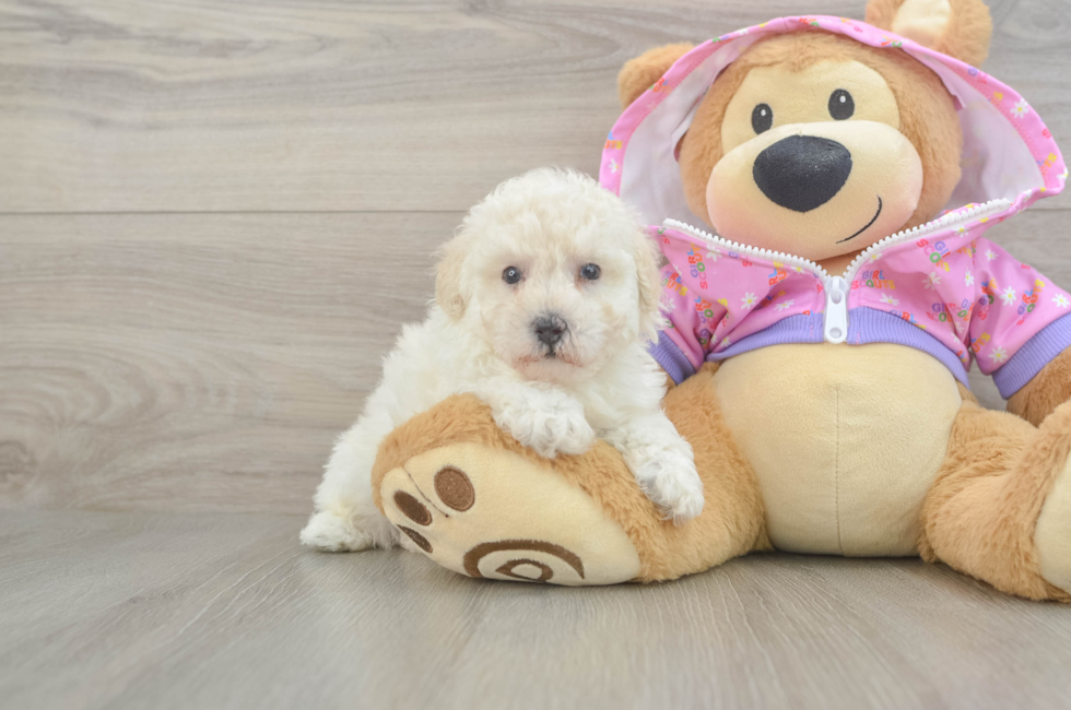 6 week old Poodle Puppy For Sale - Windy City Pups