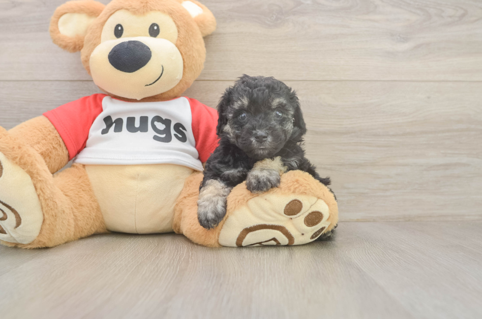 6 week old Poodle Puppy For Sale - Windy City Pups