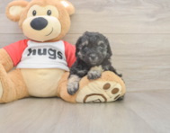7 week old Poodle Puppy For Sale - Windy City Pups 7 week old Poodle Puppy For Sale - Windy City Pups