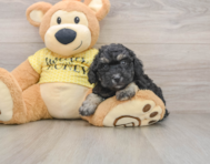 7 week old Poodle Puppy For Sale - Windy City Pups