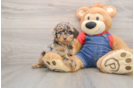 Best Poodle Baby