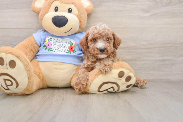 Poodle Puppy for Adoption