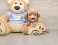 8 week old Poodle Puppy For Sale - Windy City Pups
