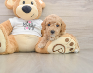 7 week old Poodle Puppy For Sale - Windy City Pups