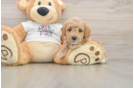 Friendly Poodle Baby