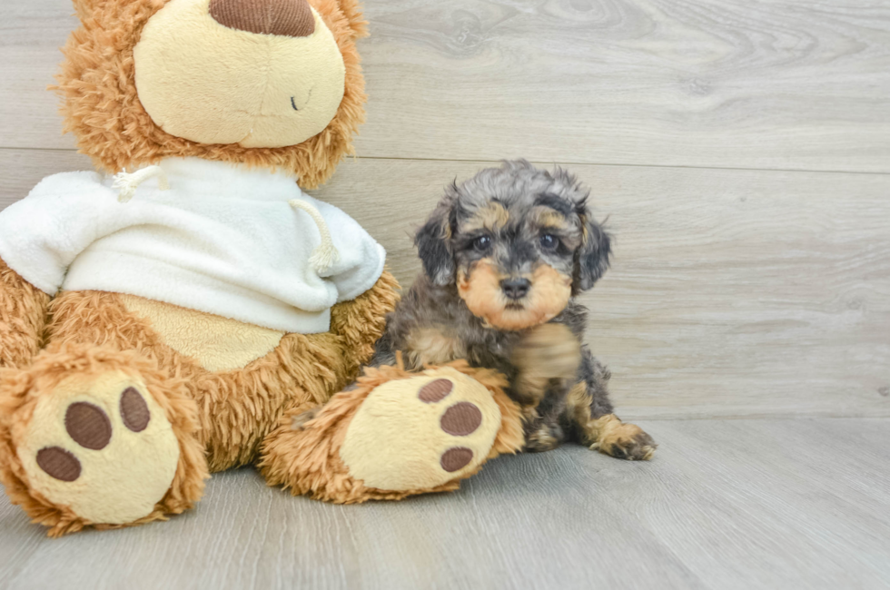 7 week old Poodle Puppy For Sale - Windy City Pups