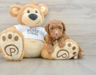 7 week old Poodle Puppy For Sale - Windy City Pups