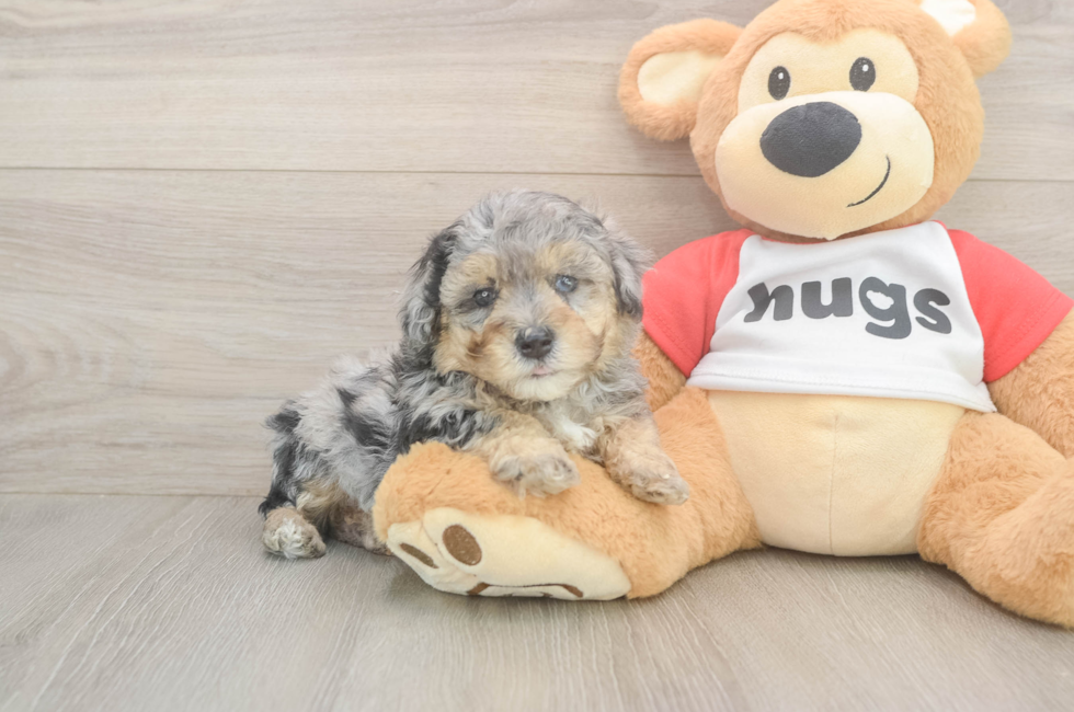 6 week old Poodle Puppy For Sale - Windy City Pups