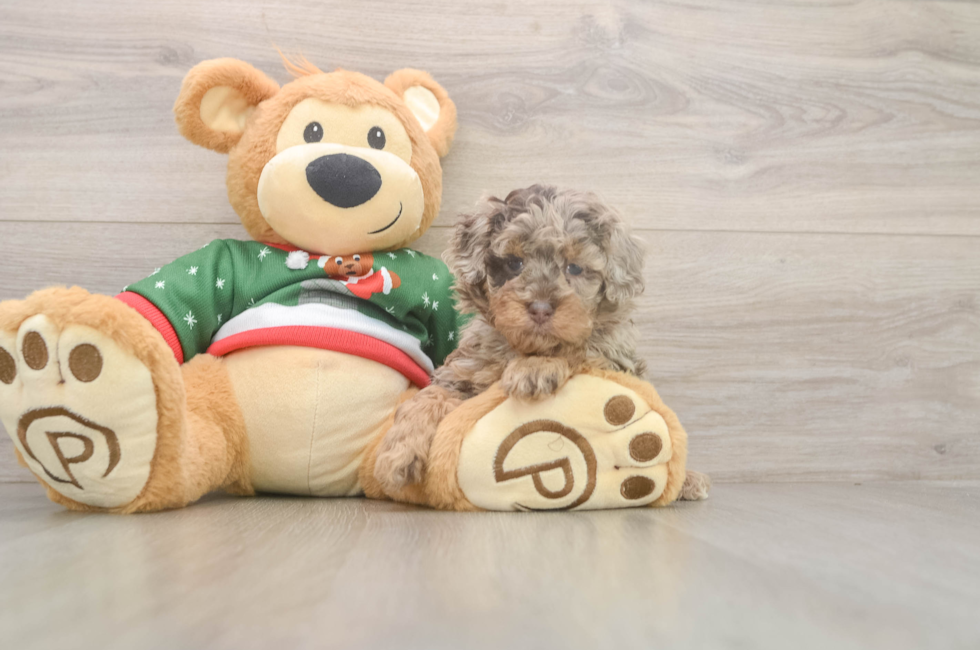 5 week old Poodle Puppy For Sale - Windy City Pups