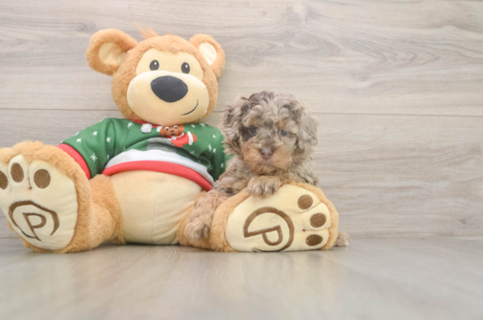 Poodle Pup Being Cute