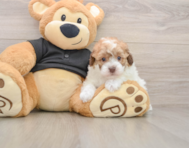 7 week old Poodle Puppy For Sale - Windy City Pups