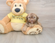 7 week old Poodle Puppy For Sale - Windy City Pups