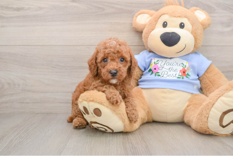 Poodle Pup Being Cute